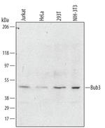 Bub3 Antibody in Western Blot (WB)