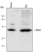 STAP1 Polyclonal Antibody