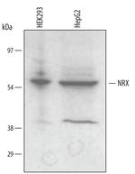 NXN Polyclonal Antibody