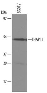 THAP11 Polyclonal Antibody