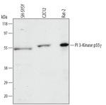 PI3K p55 gamma Polyclonal Antibody