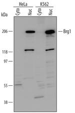 BRG1 Antibody in Western Blot (WB)