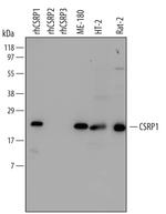 CSRP1 Polyclonal Antibody