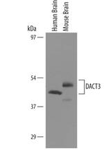 DACT3 Antibody in Western Blot (WB)