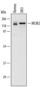 MCM2 Polyclonal Antibody