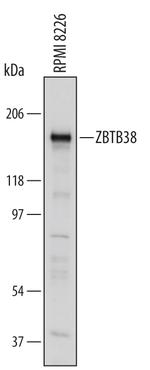 ZBTB38 Polyclonal Antibody