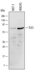 TLE3 Polyclonal Antibody