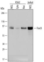 FOXJ3 Polyclonal Antibody