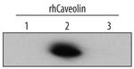Caveolin 2 Polyclonal Antibody