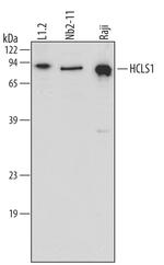 HCLS1 Polyclonal Antibody