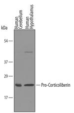 pro-CRF Polyclonal Antibody