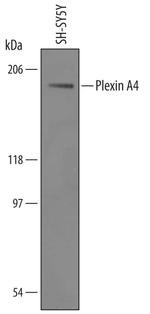 PLXNA4 Polyclonal Antibody