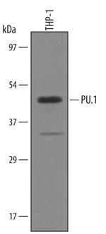 PU.1 Antibody in Western Blot (WB)