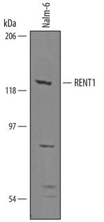 UPF1 Antibody in Western Blot (WB)