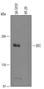 DCC Polyclonal Antibody