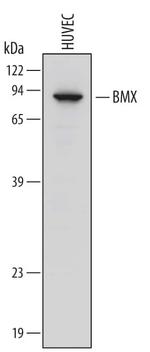 ETK Polyclonal Antibody