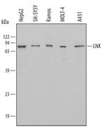 LNK Polyclonal Antibody