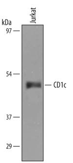 CD1c Antibody in Western Blot (WB)