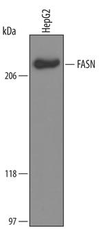 FASN Polyclonal Antibody