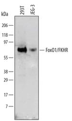 FOXO1 Antibody in Western Blot (WB)