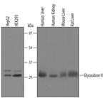 HAGH Antibody in Western Blot (WB)