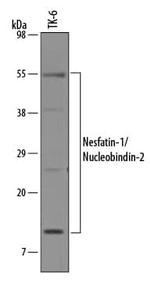 NUCB2 Polyclonal Antibody