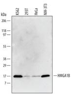 HMGA1B Antibody in Western Blot (WB)