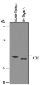 CCR8 Polyclonal Antibody