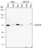Cyclin B2 Polyclonal Antibody