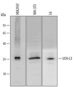 UCHL3 Polyclonal Antibody