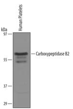 Carboxypeptidase B2 Polyclonal Antibody