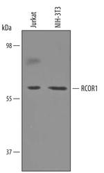 RCOR1 Polyclonal Antibody
