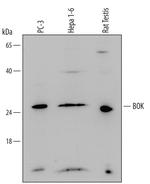BOK Polyclonal Antibody