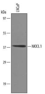 Nkx3.1 Polyclonal Antibody