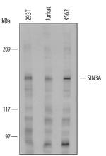 SIN3A Polyclonal Antibody
