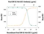 Cytomegalovirus UL146 Polyclonal Antibody