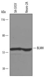 BLMH Polyclonal Antibody