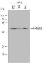 Cyclin B2 Polyclonal Antibody