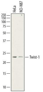 TWIST1 Polyclonal Antibody