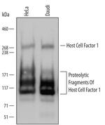 HCFC1 Polyclonal Antibody
