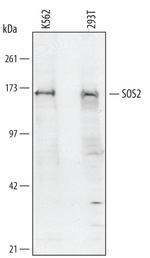 SOS2 Antibody in Western Blot (WB)