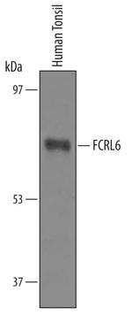FCRL6 Polyclonal Antibody
