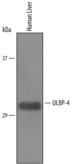 N2DL4 Polyclonal Antibody