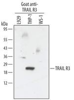 CD263 (TRAIL-R3) Polyclonal Antibody