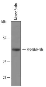 BMP-8B Polyclonal Antibody