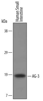 AGR3 Antibody in Western Blot (WB)