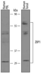 ZBP1 Polyclonal Antibody