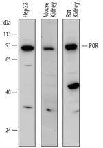 Cytochrome P450 Reductase Polyclonal Antibody