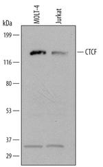 CTCF Polyclonal Antibody