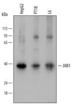 JAB1 Polyclonal Antibody